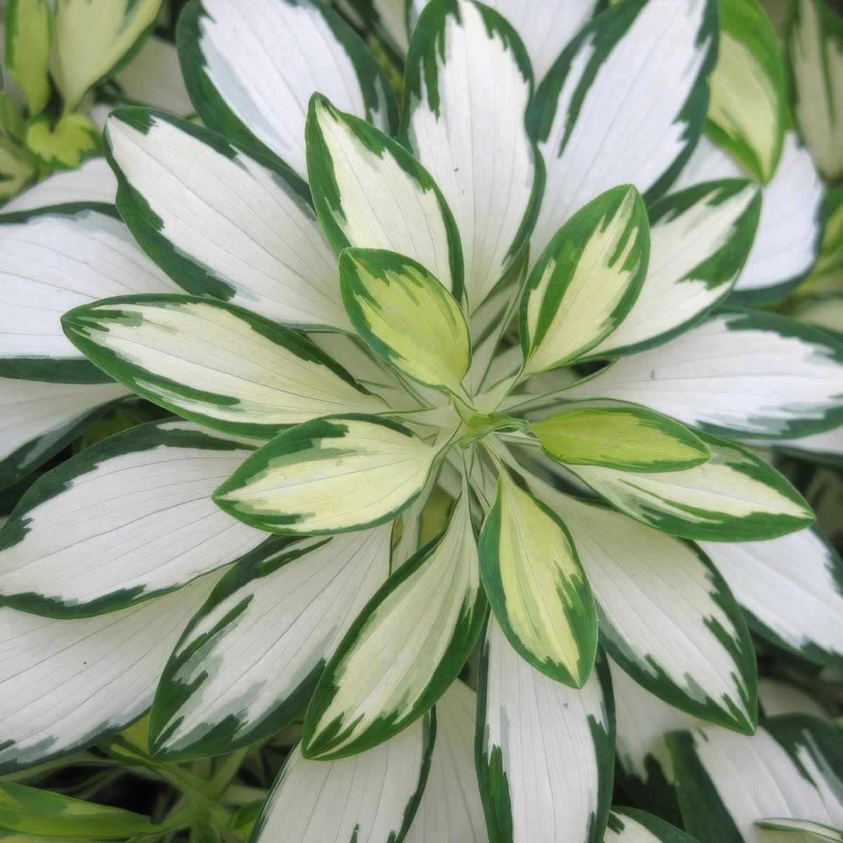 Alstroemeria Rock And Roll 1 - Garden Express Australia