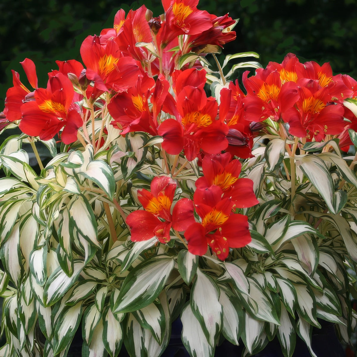 Alstroemeria Rock And Roll 2 - Garden Express Australia