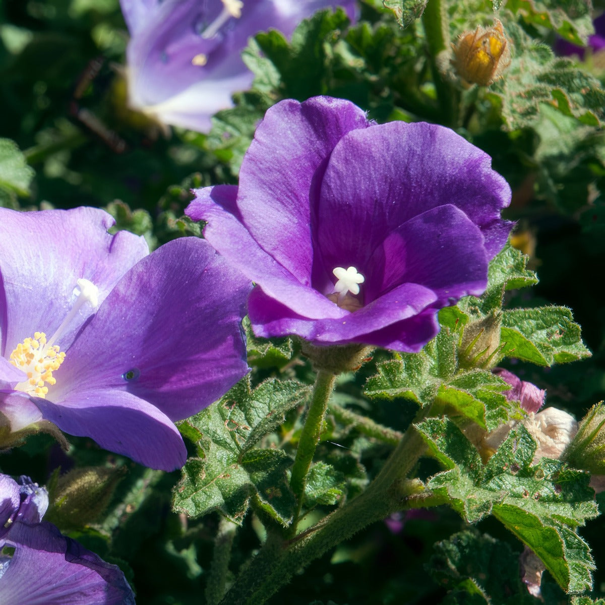 Alyogyne Southern Gem - Garden Express Australia