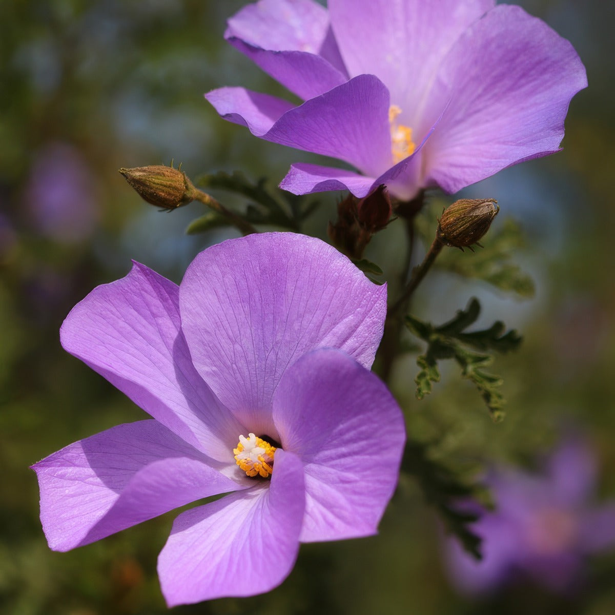 Alyogyne West Coast Gem Pplalywcg - Garden Express Australia