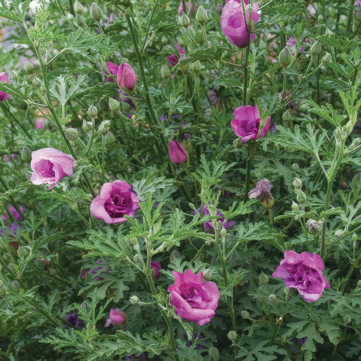 Alyogyne Delightfully Double - Garden Express Australia
