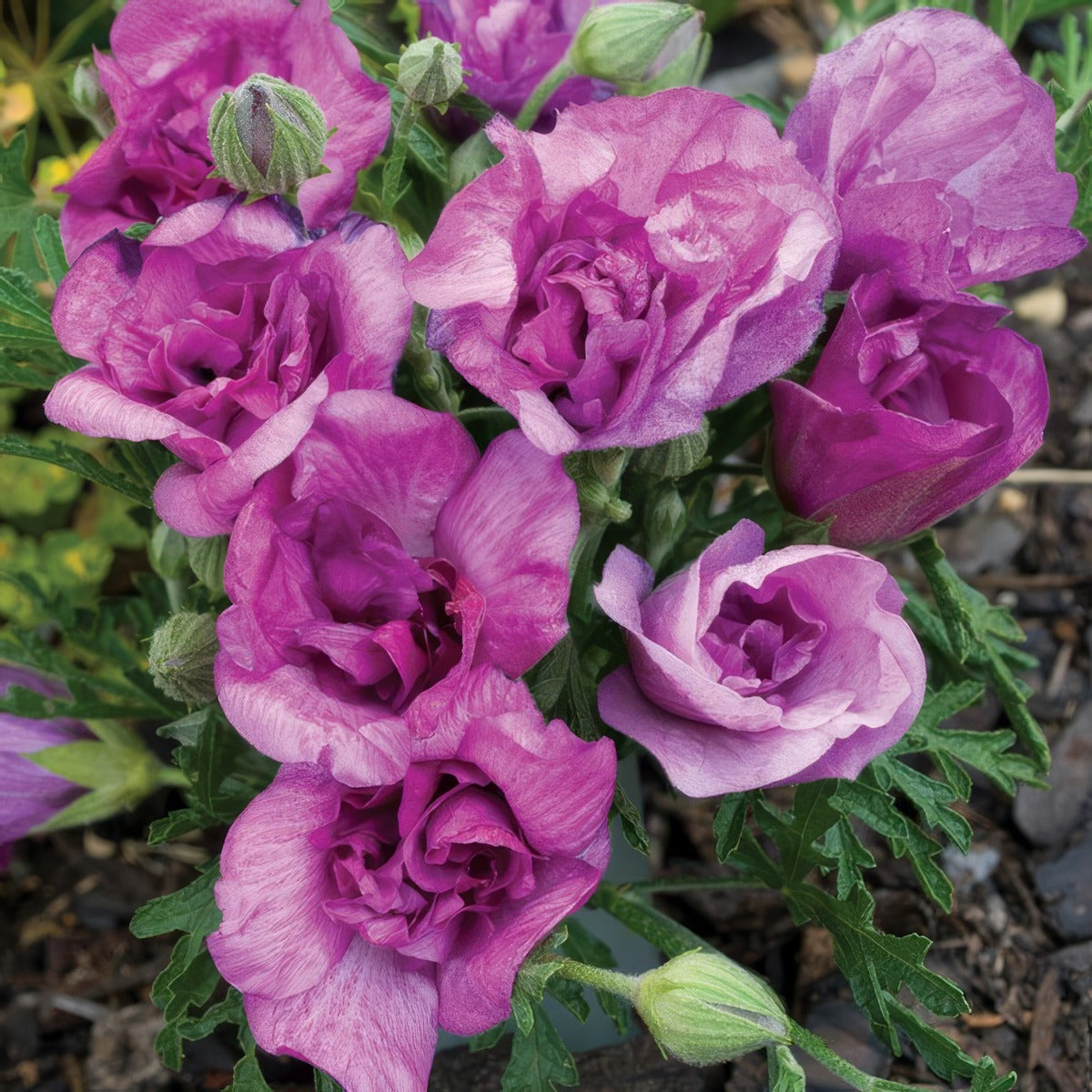Alyogyne Delightfully Double P14alyddo - Garden Express Australia