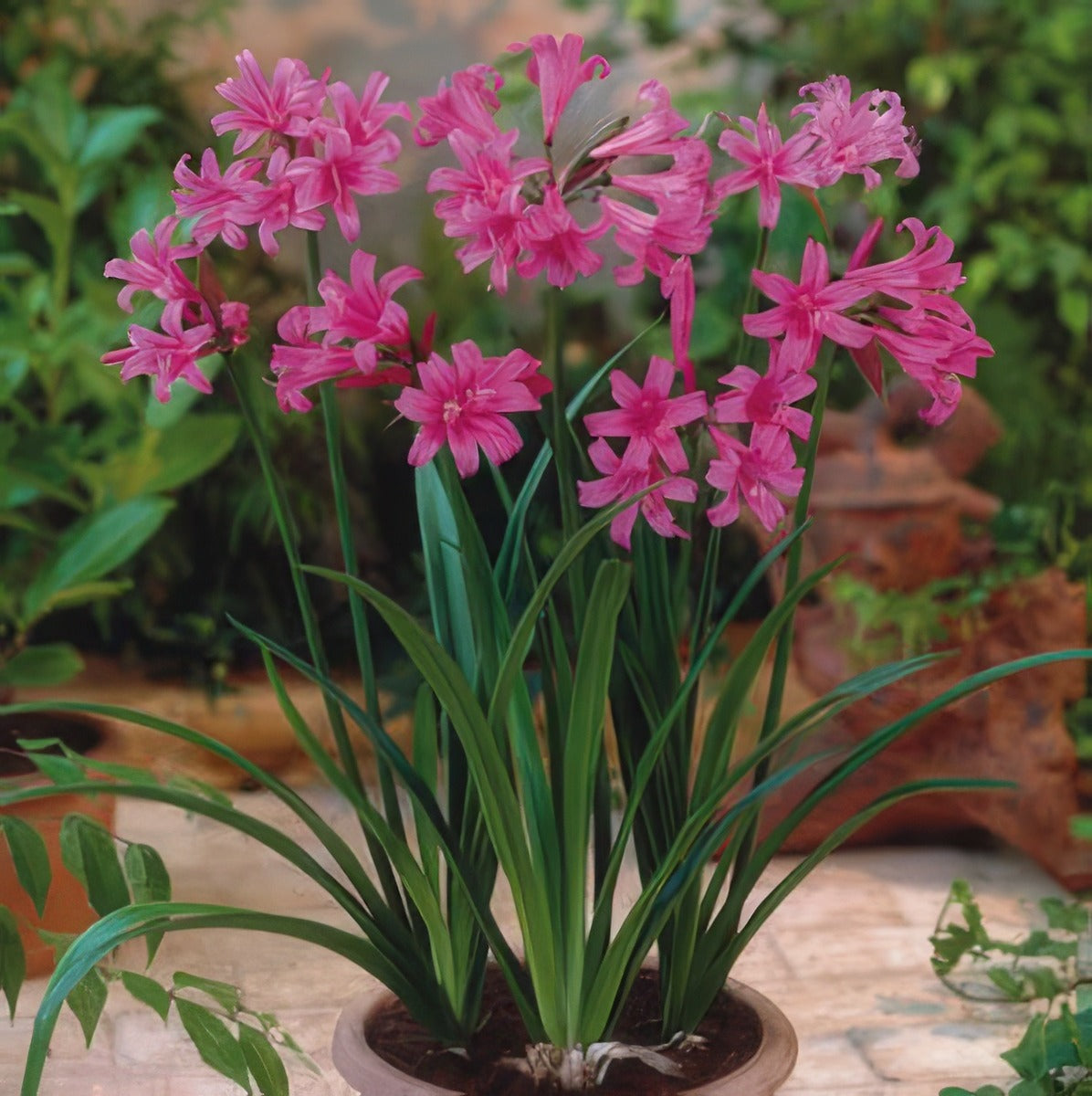 Amarine - Garden Express Australia
