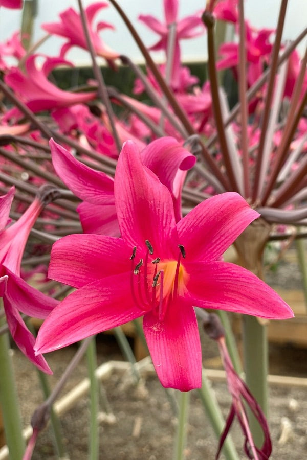 Amarygia Parkeri Pkamapar 2026 - Garden Express Australia