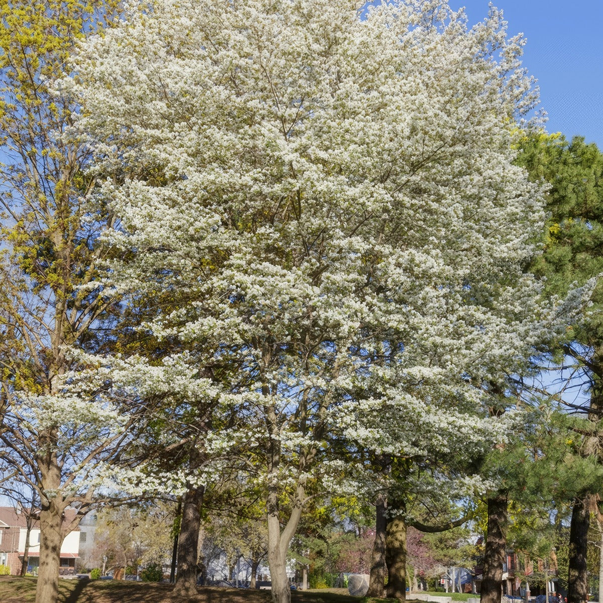 Amelanchier Canadian Serviceberry G1 - Garden Express Australia