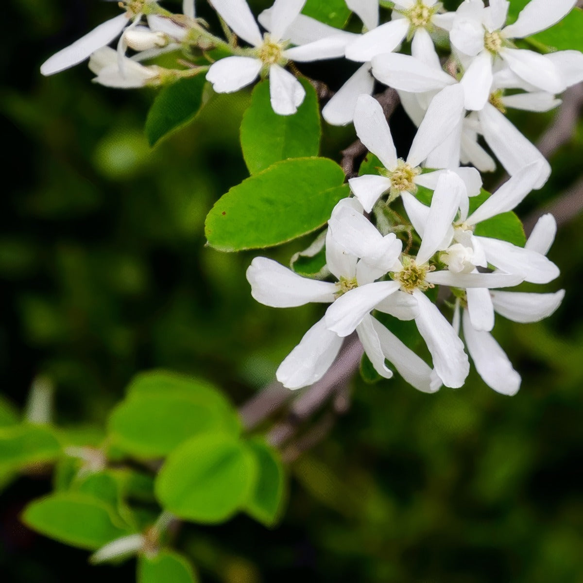 Amelanchier Canadian Serviceberry G2 - Garden Express Australia