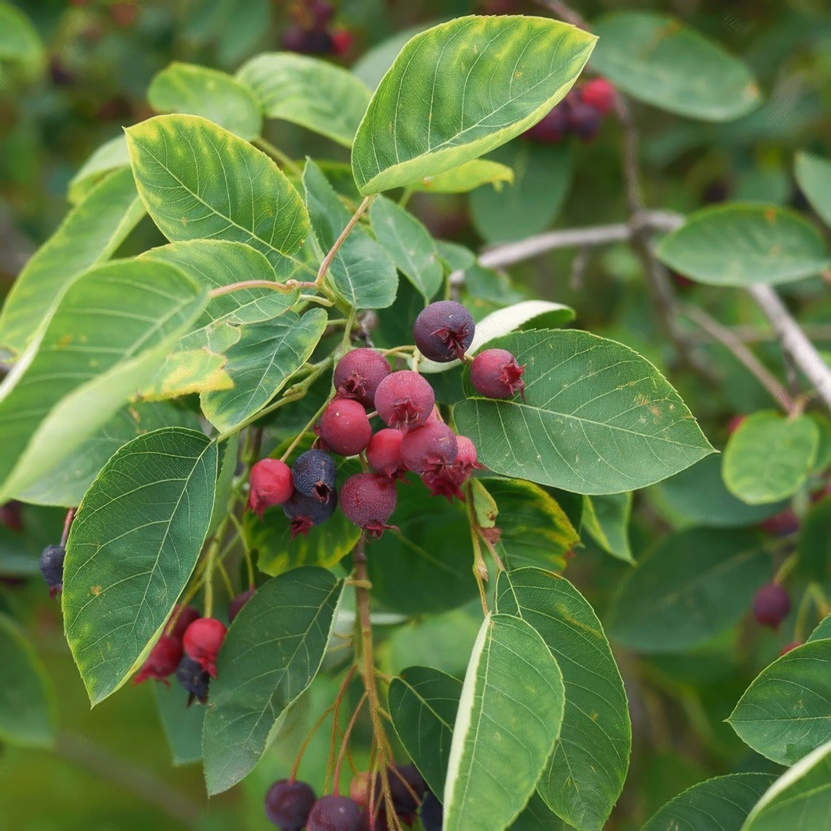 Amelanchier Canadian Serviceberry Tseamecsb - Garden Express Australia