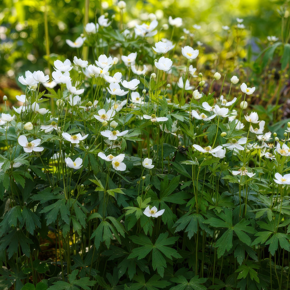 Anemone Madonna - Garden Express Australia