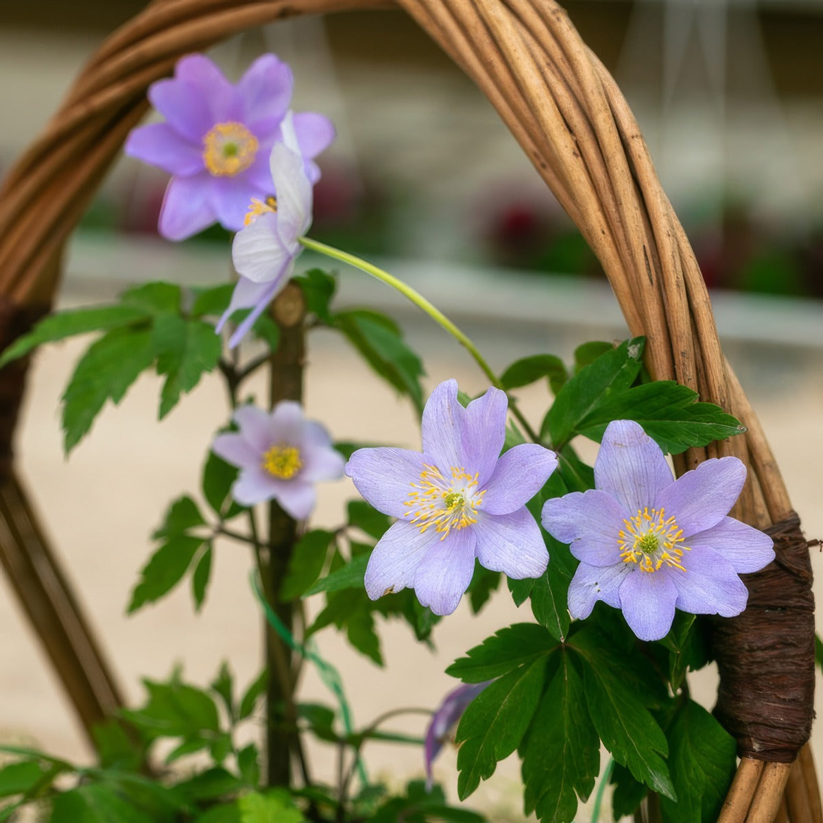 Anemone Nemerosa Blue Bonnet 2 Pkanenbb 2026 - Garden Express Australia