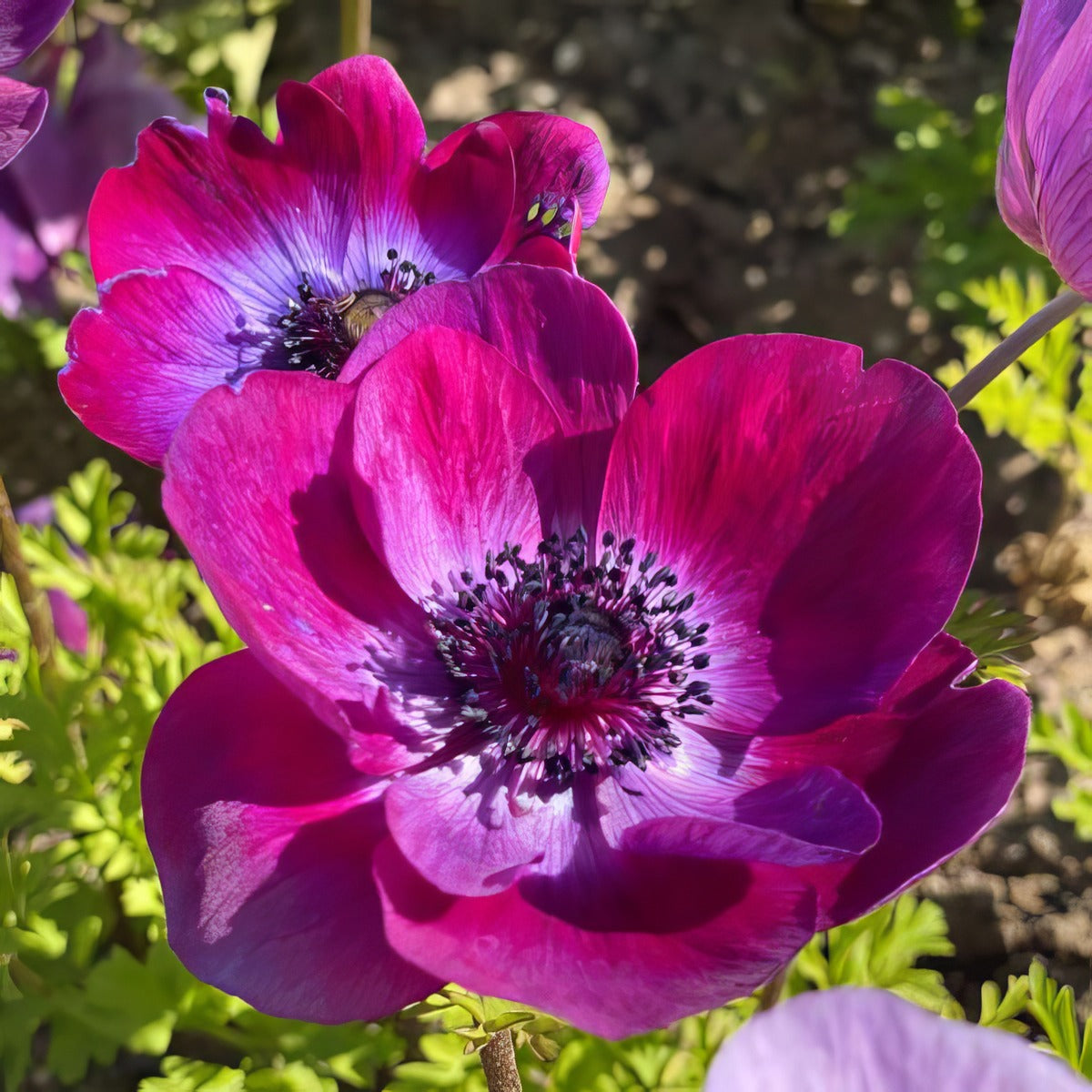 Anemone Poppy Portwine Pkaneppo - Garden Express Australia