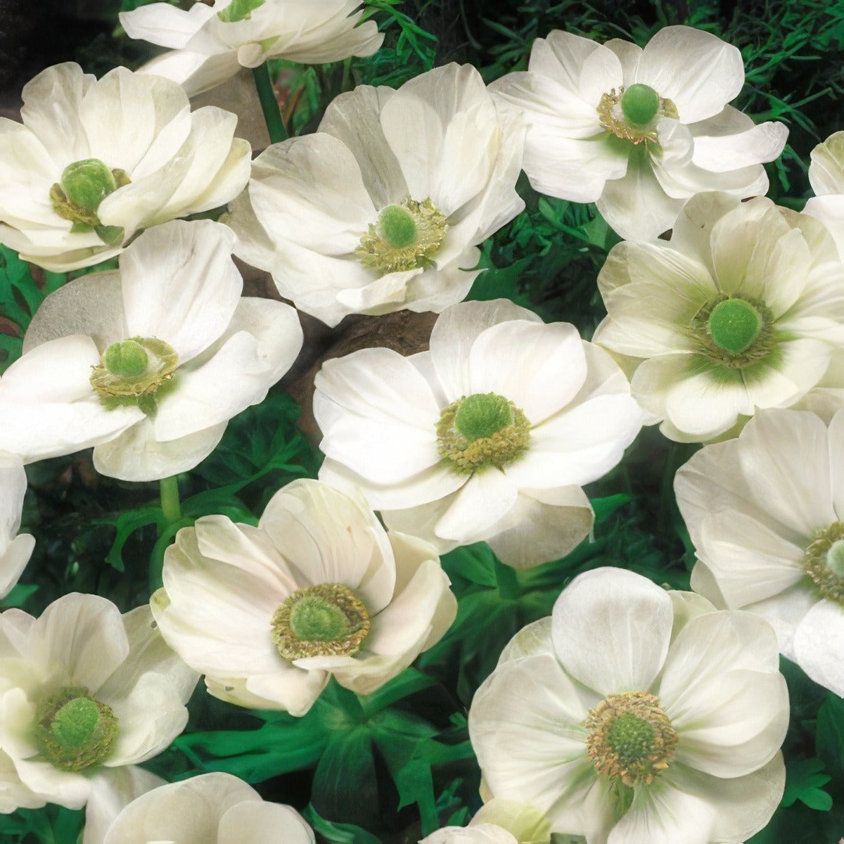 Anemone Poppy White Pkanewhi 2017 - Garden Express Australia