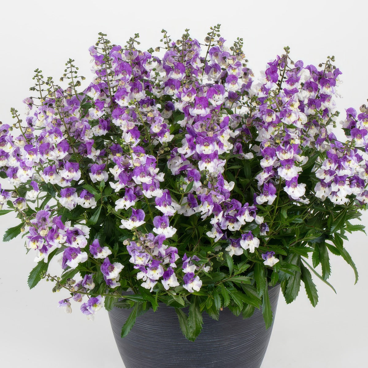Angelonia Serafina Bicolour P14angsbc - Garden Express Australia