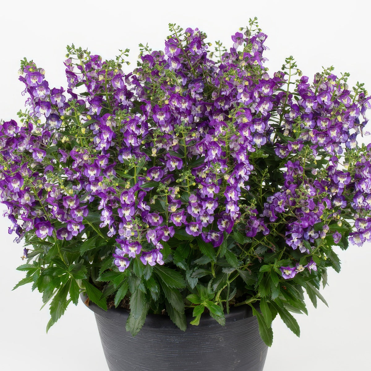 Angelonia Serafina Blue P14angsbl - Garden Express Australia