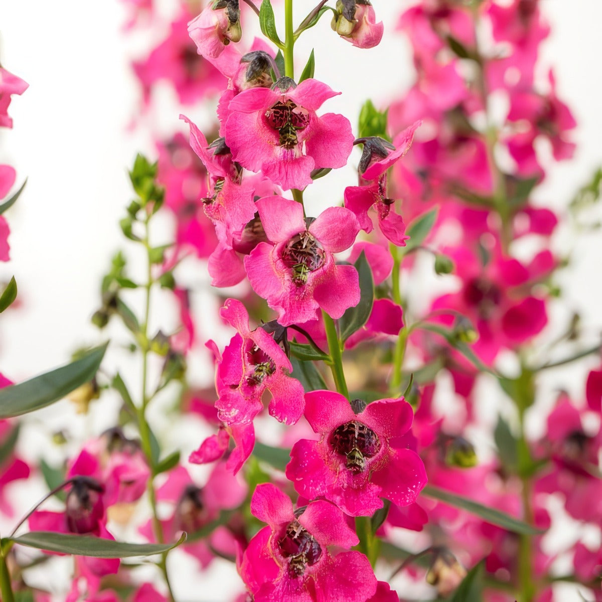 Angelonia Serafina Rose - Garden Express Australia