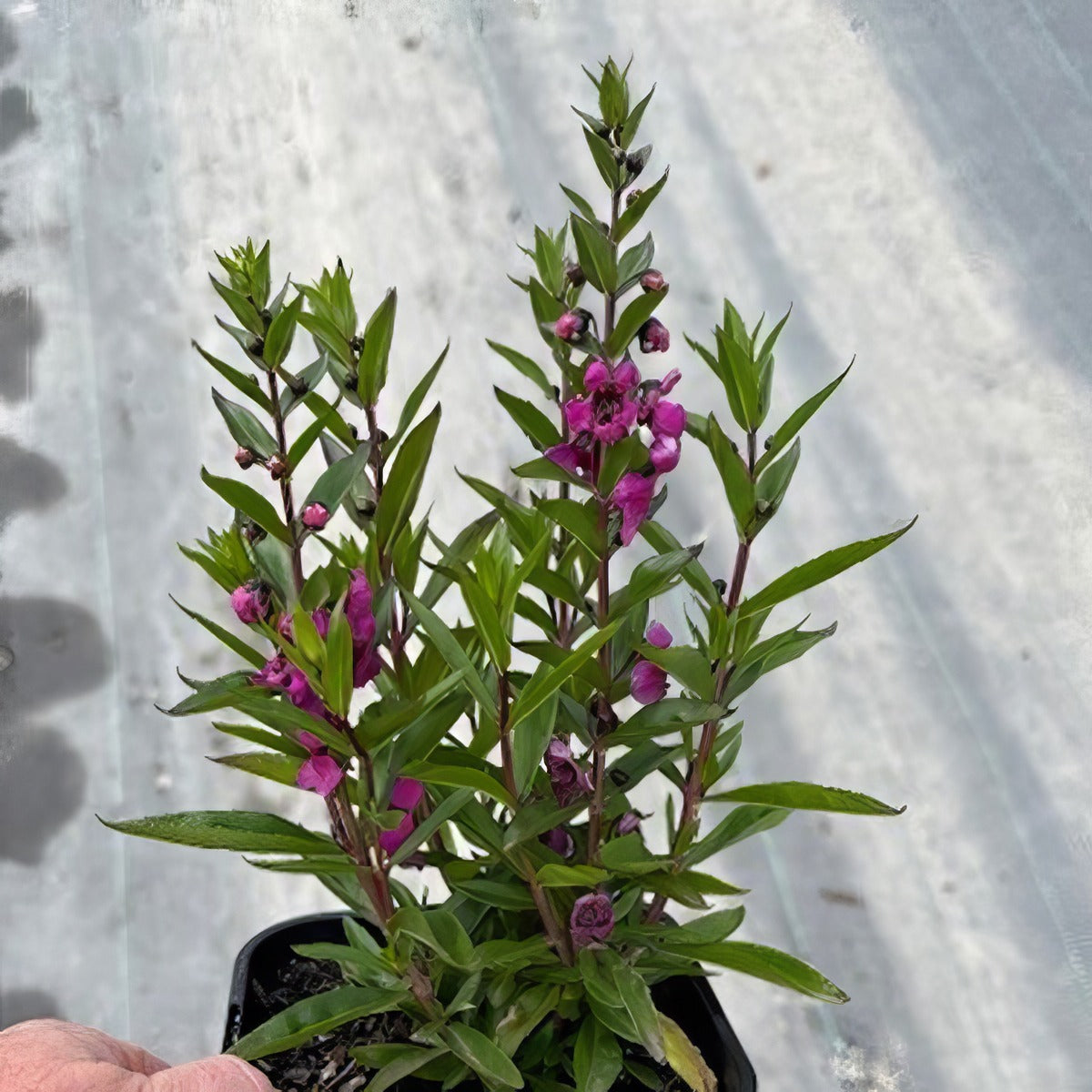 Angelonia Serafina Raspberry Pot - Garden Express Australia