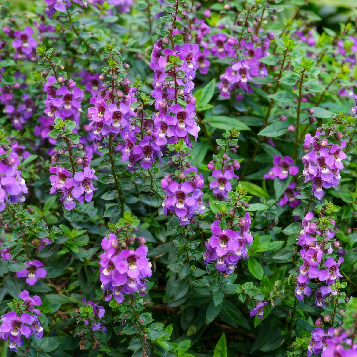 Angelonia Archangel Purple Pplangapu - Garden Express Australia