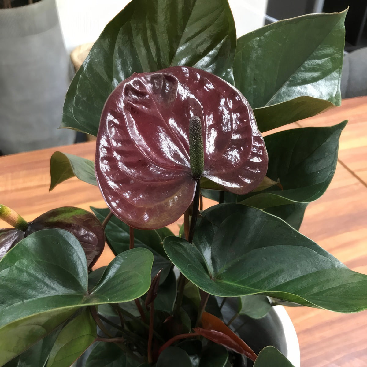 Anthurium Black P13antbla - Garden Express Australia