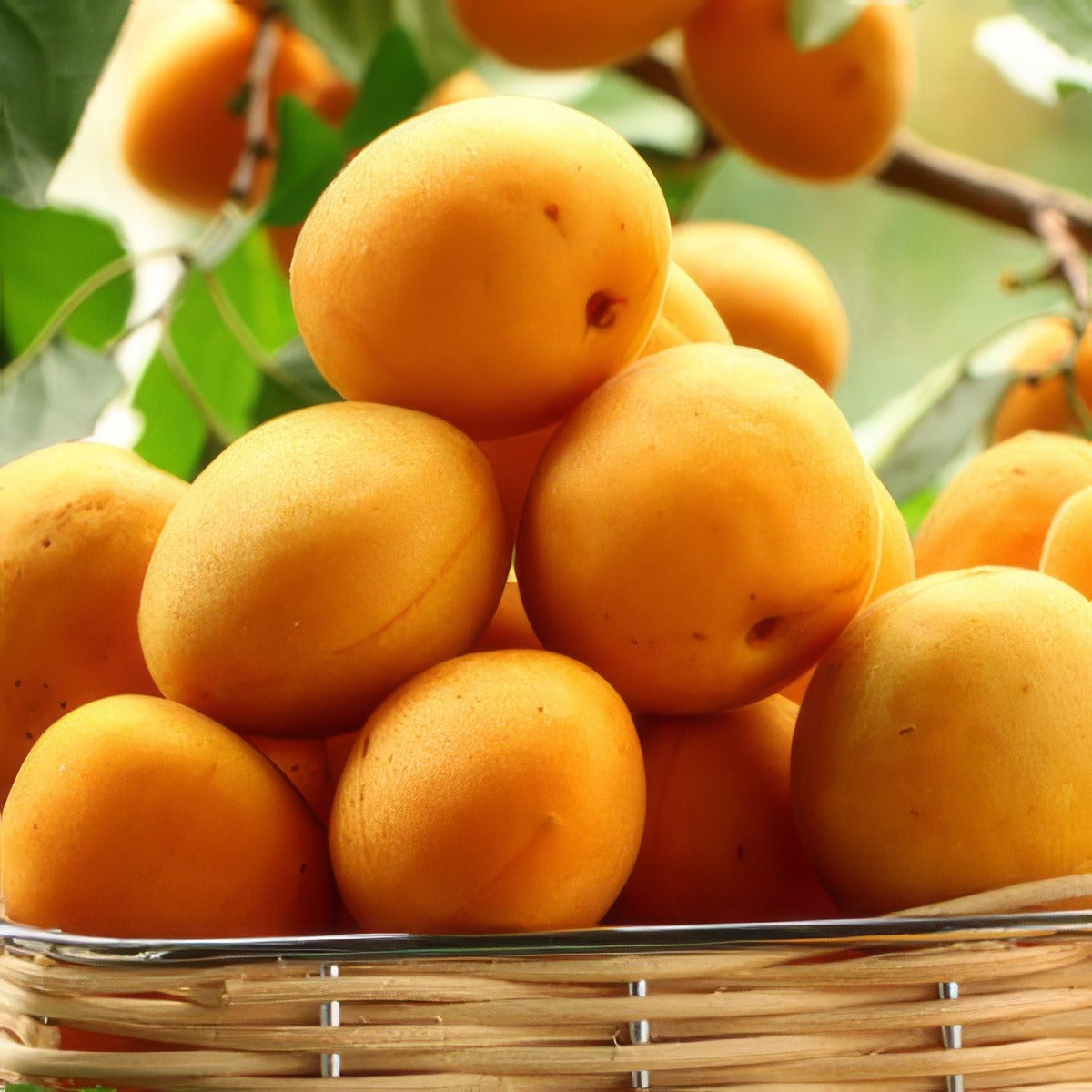 Apricot Trevatt 15 St - Garden Express Australia