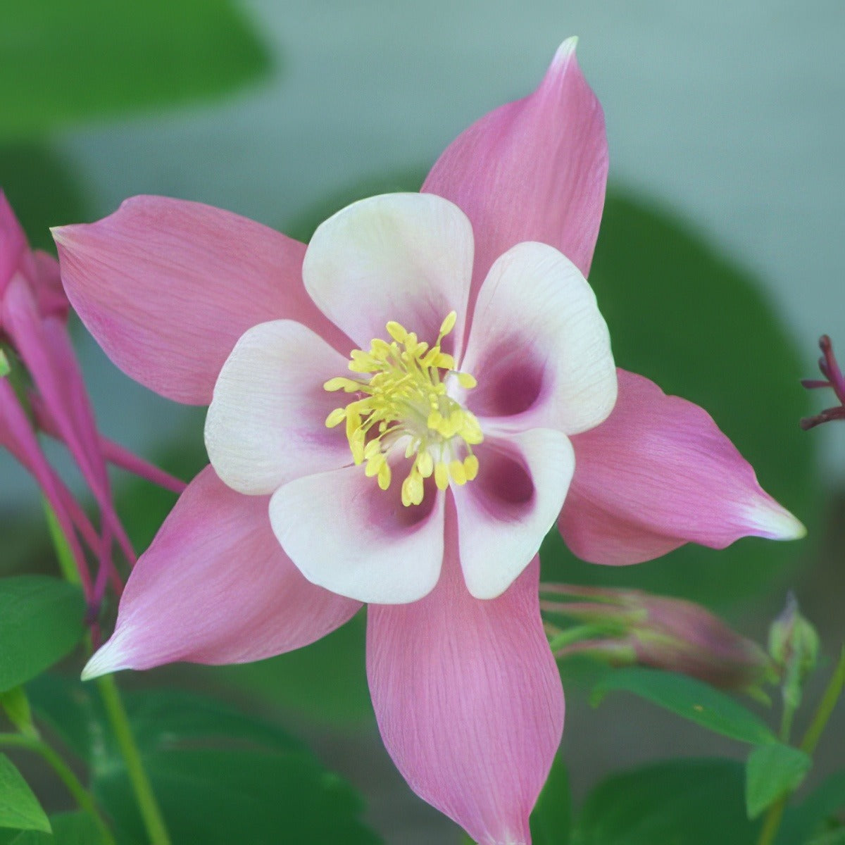 Aquilegia Robin 16 - Garden Express Australia