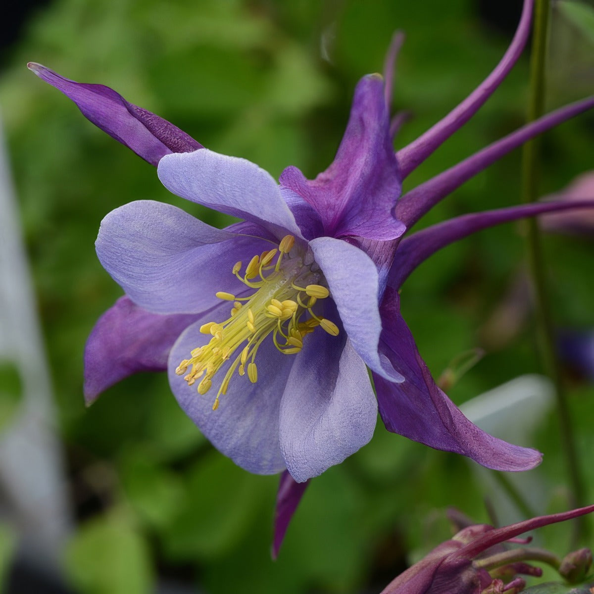 Aquilegia Earlybird Purple Blue 2 Pkaquepb - Garden Express Australia