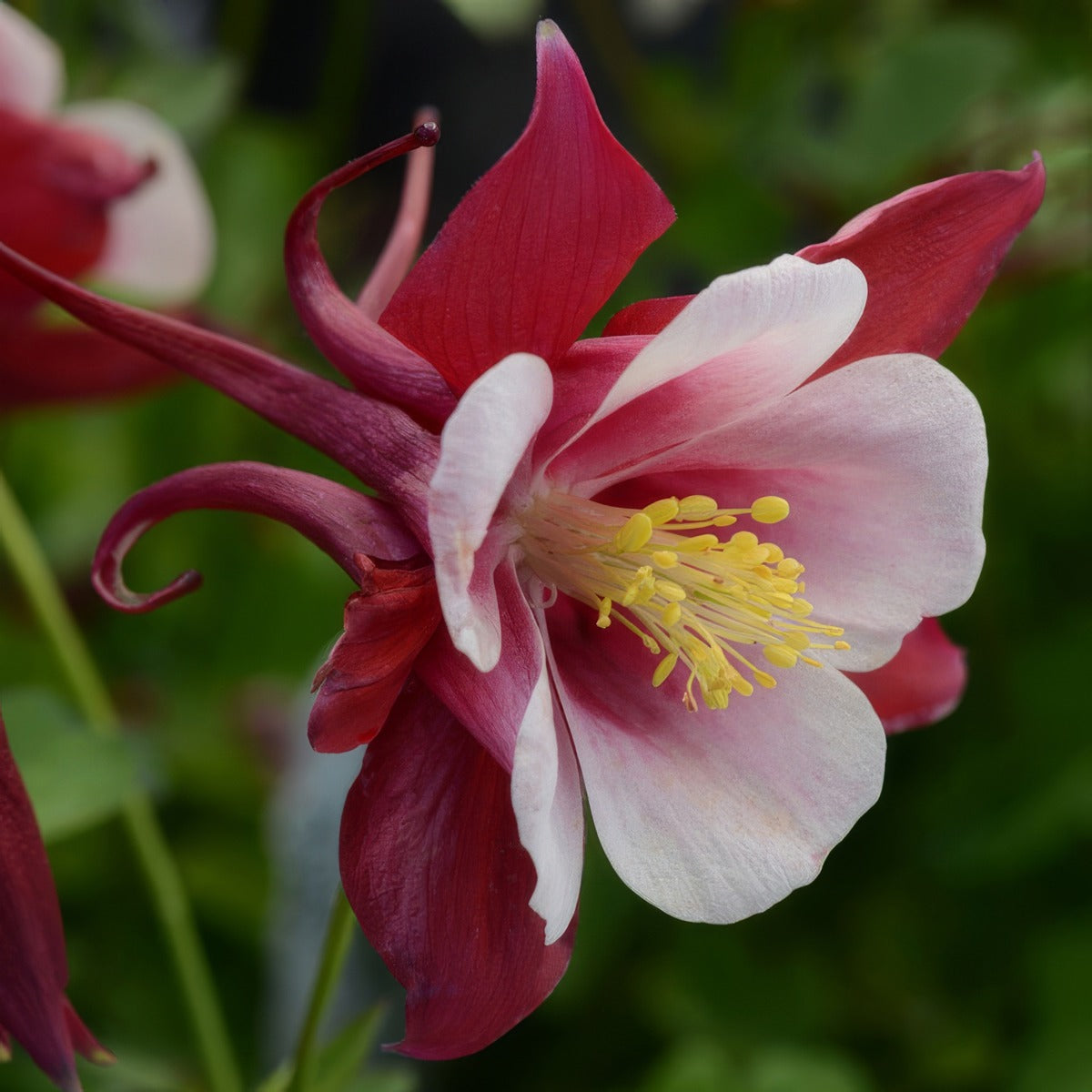 Aquilegia Earlybird Red White 2 P68aquerw - Garden Express Australia