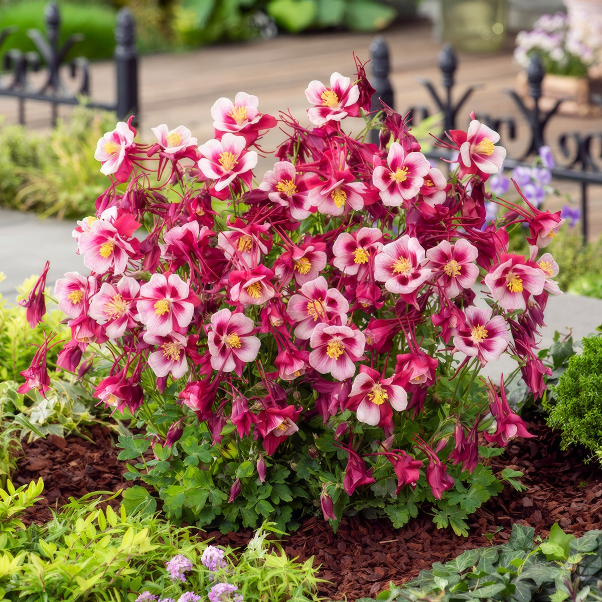 Aquilegia Earlybird Red White P68aquerw - Garden Express Australia