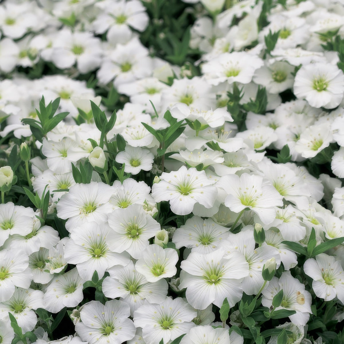 Arenaria Summer White Pplareswh - Garden Express Australia