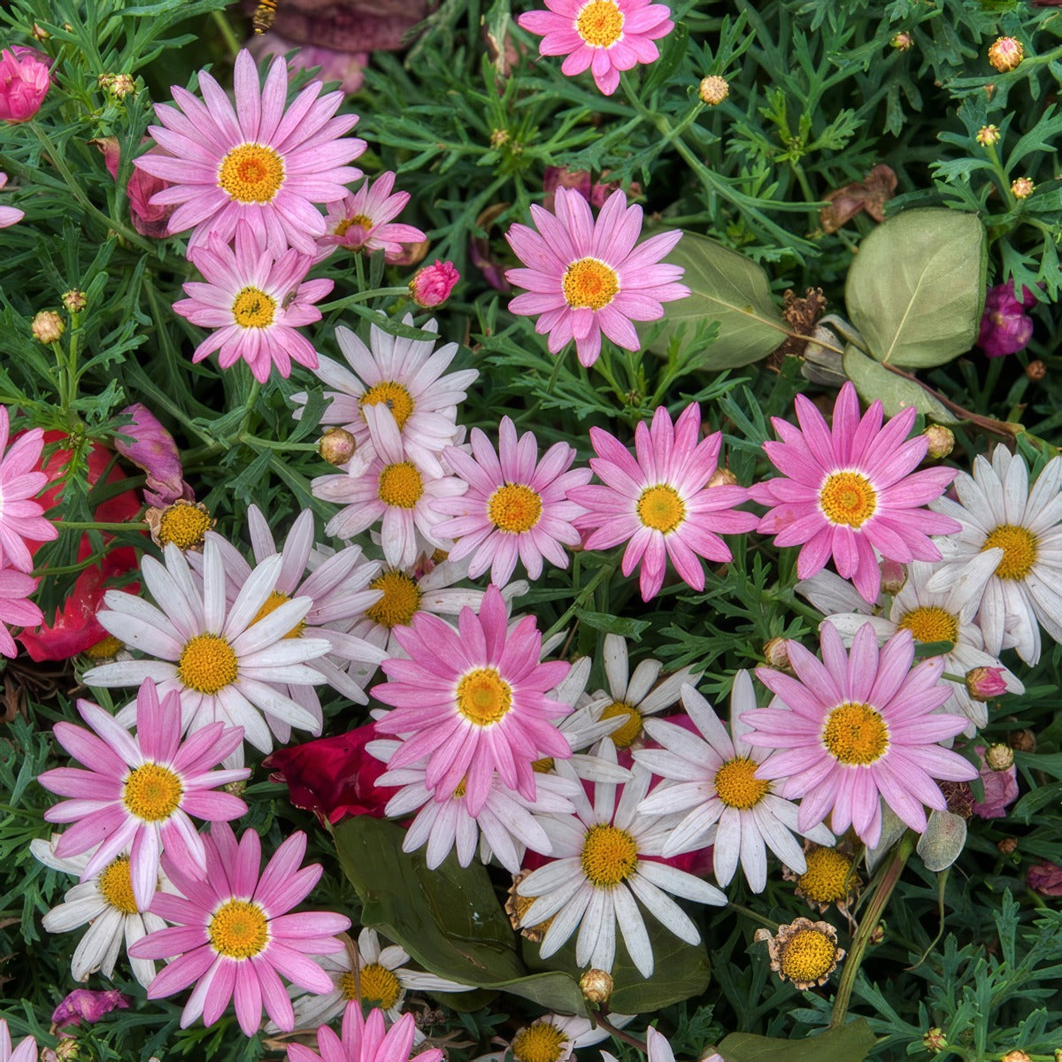 Argyranthemum Comet Pink Shades Lplargcps - Garden Express Australia