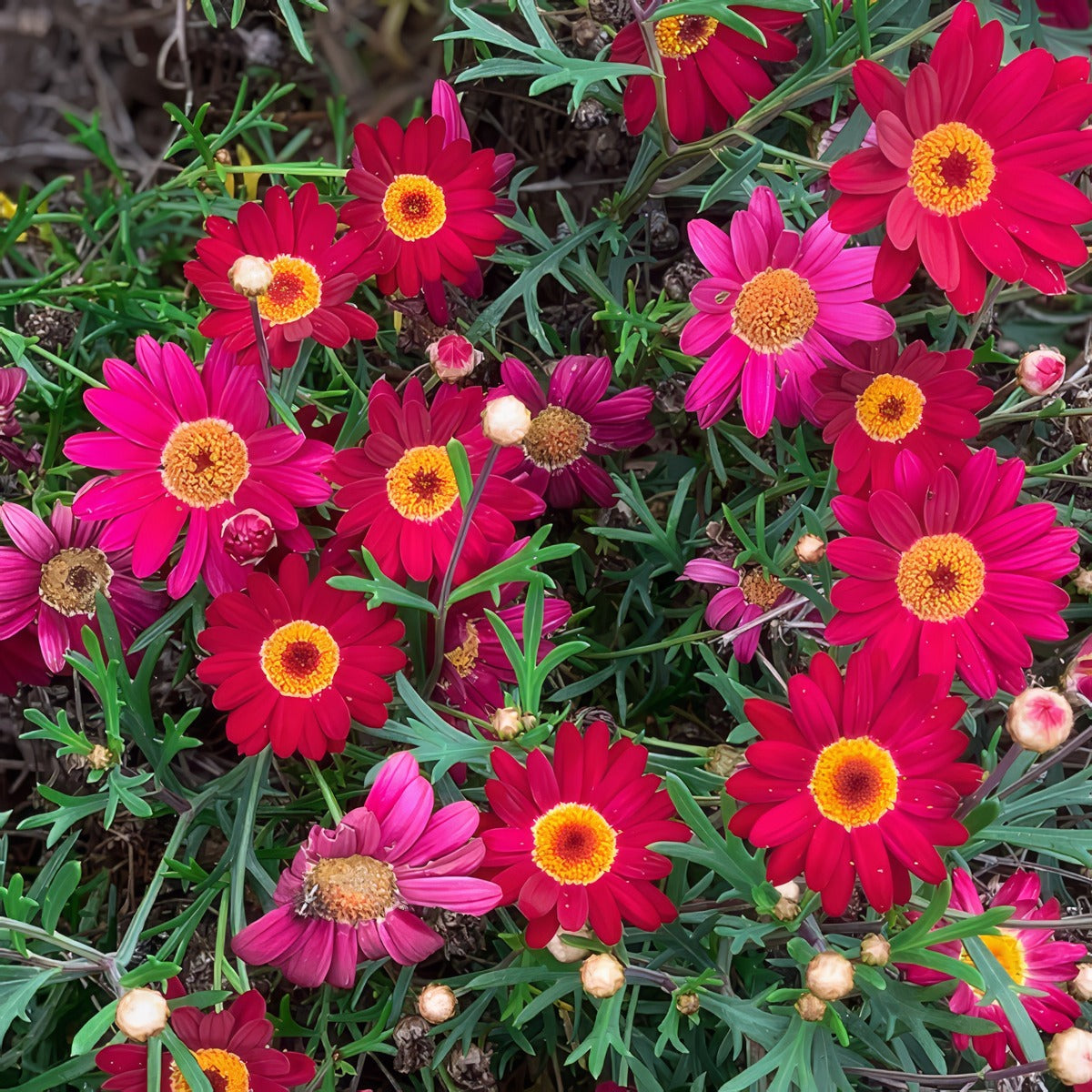 Argyranthemum Comet Red Lplargcrd - Garden Express Australia