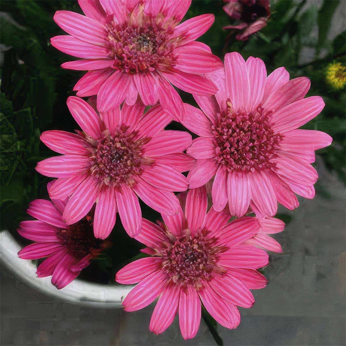 Argyranthemum Double Raspberry Flower - Garden Express Australia