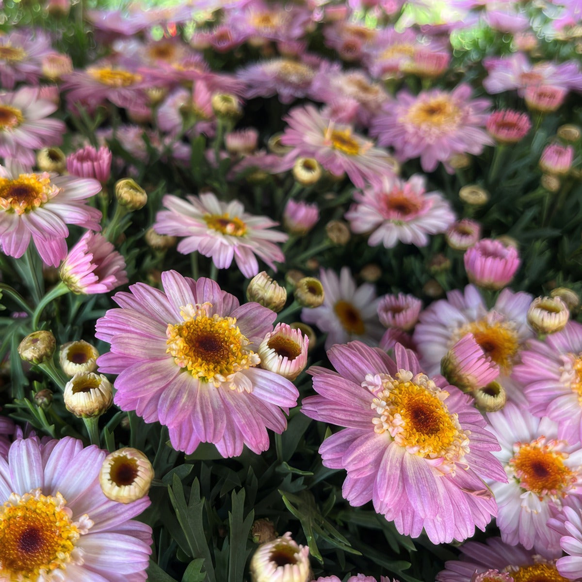 Argyranthemum Pink White - Garden Express Australia