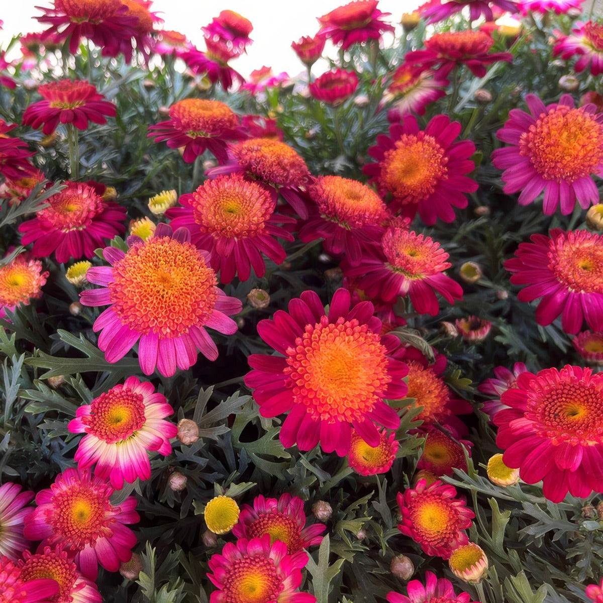 Argyranthemum Pink Yellow - Garden Express Australia