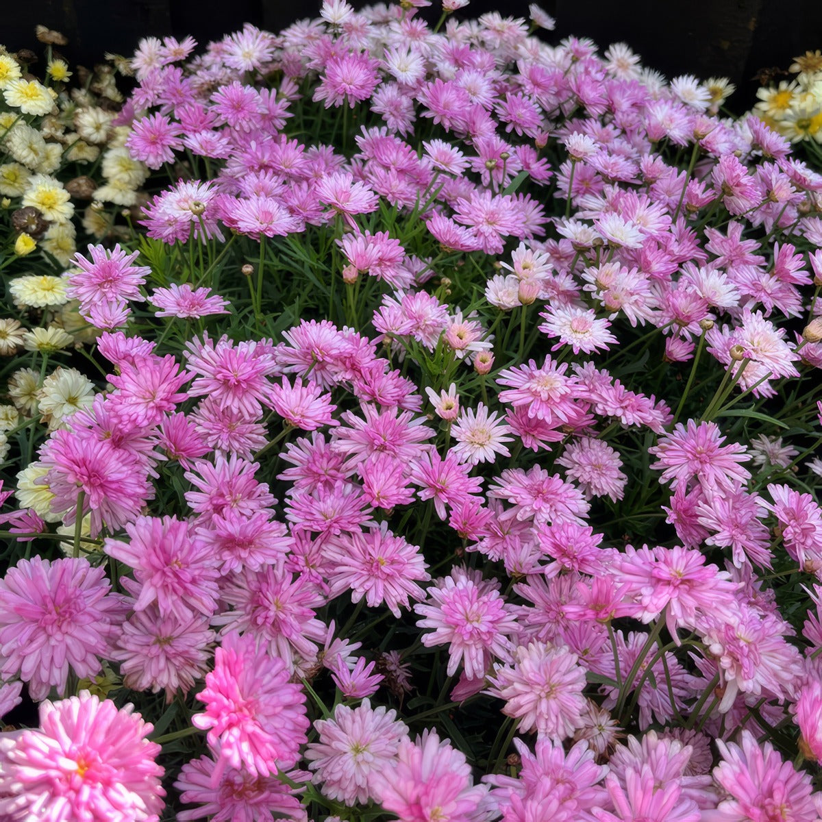 Argyranthemum Aramis Double Pink P68argadbp - Garden Express Australia