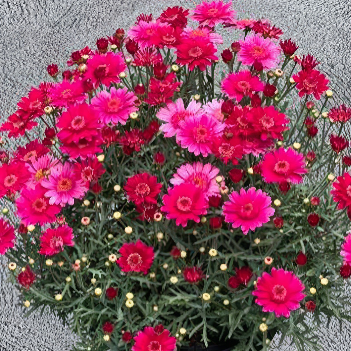 Argyranthemum Aramis Velvet Red P68argavr - Garden Express Australia