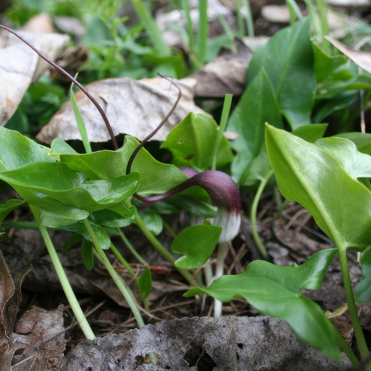 Arisarum Proboscideum 2 Pkaripro - Garden Express Australia