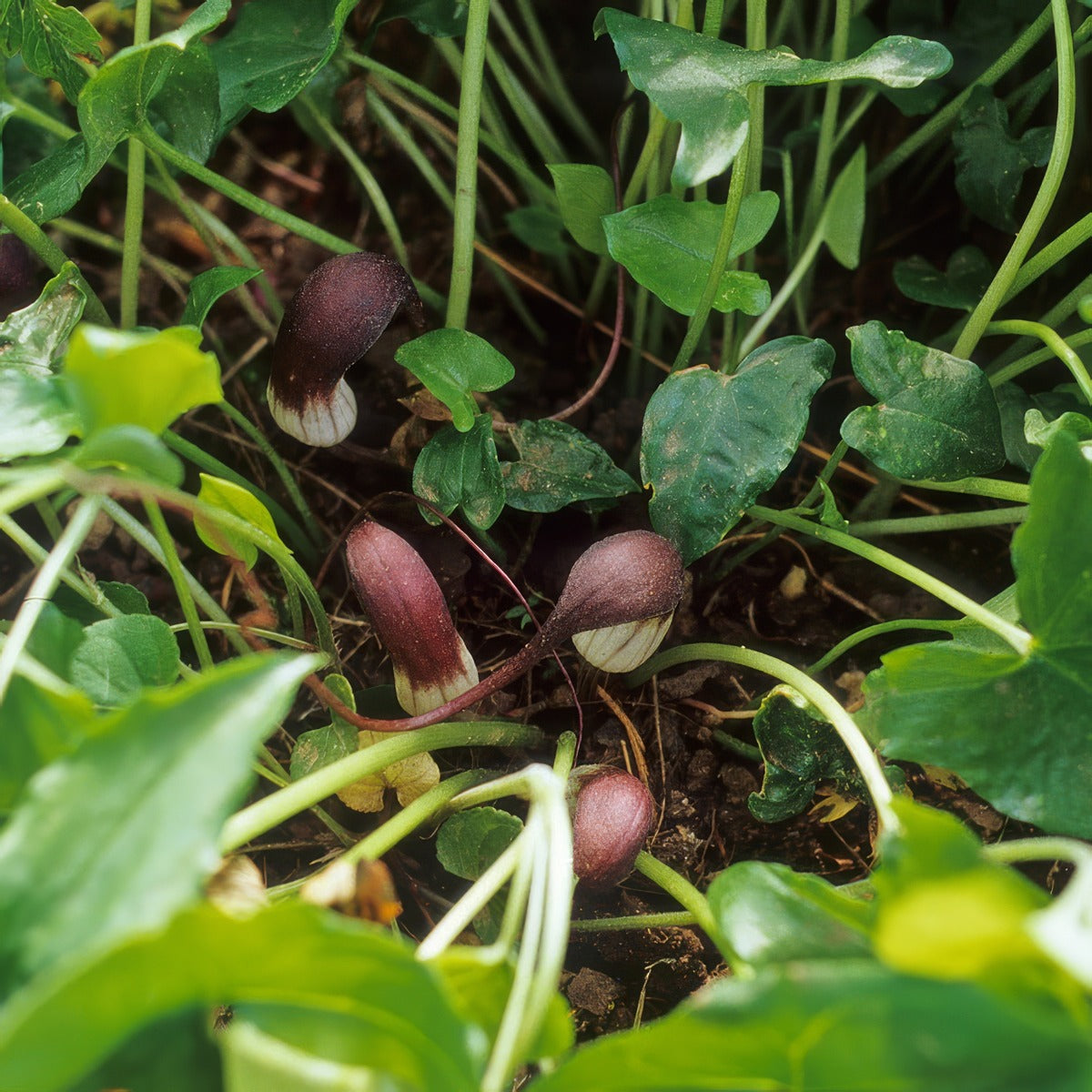 Arisarum Proboscideum 3 Pkaripro - Garden Express Australia