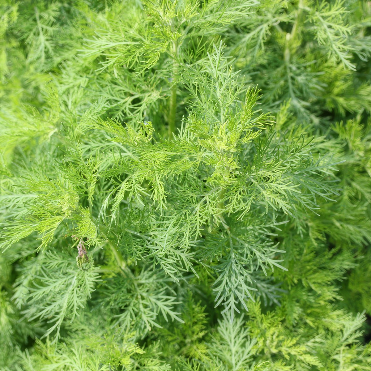 Artemisia Lads Love - Garden Express Australia