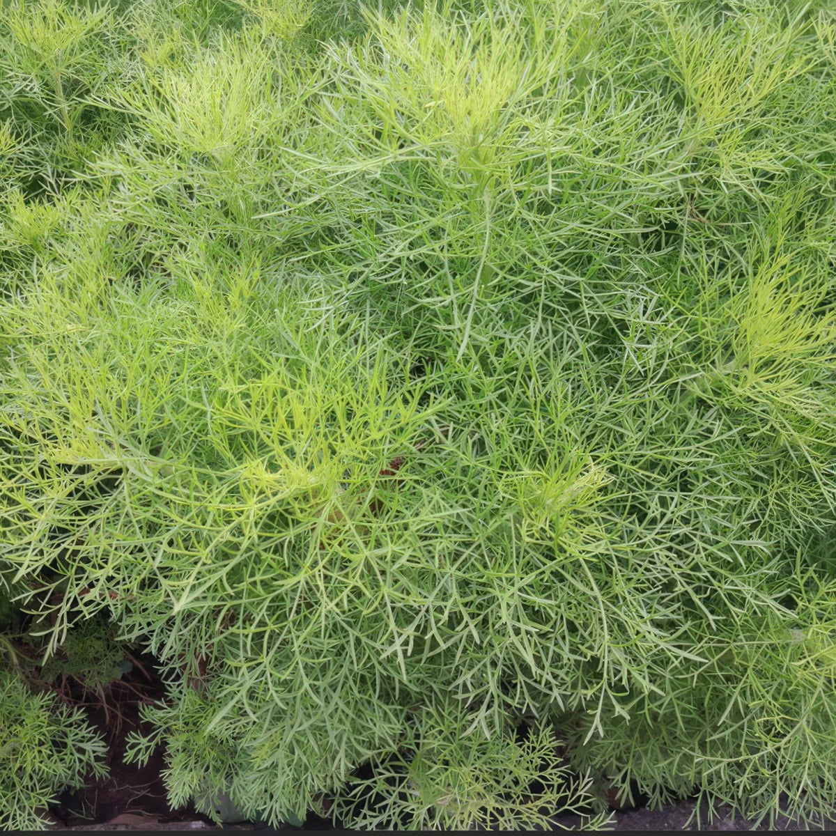 Artemisia Lads Love Lpoartllo - Garden Express Australia