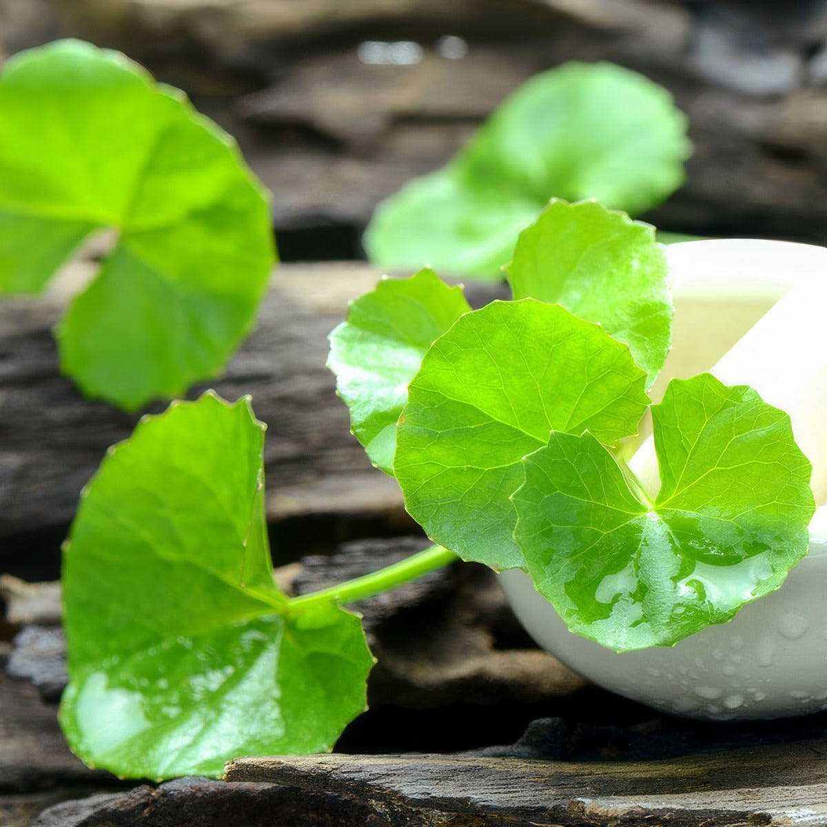 Arthritis Herb Pennywort P10arther - Garden Express Australia