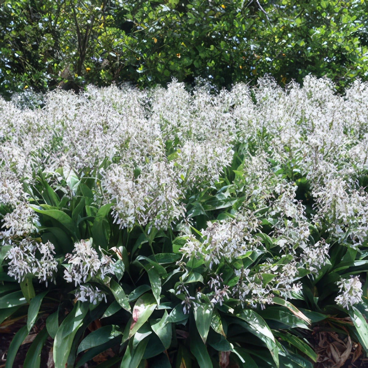 Arthropodium Matapouri Bay 2019 Lpoartmba - Garden Express Australia