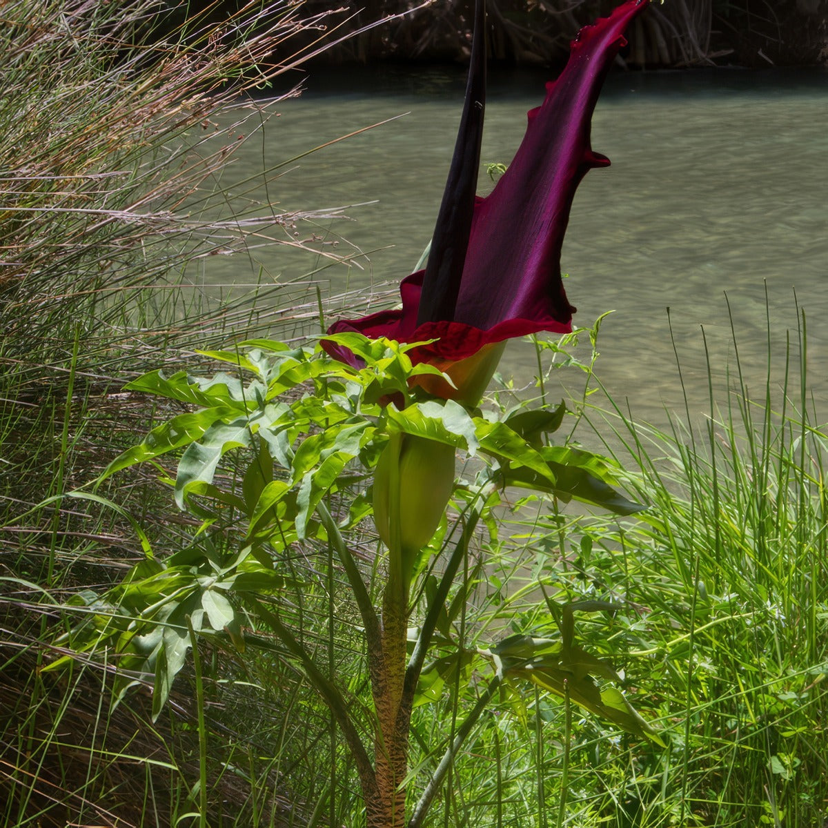 Arum Lily Dragon 2025 Pkalidra - Garden Express Australia