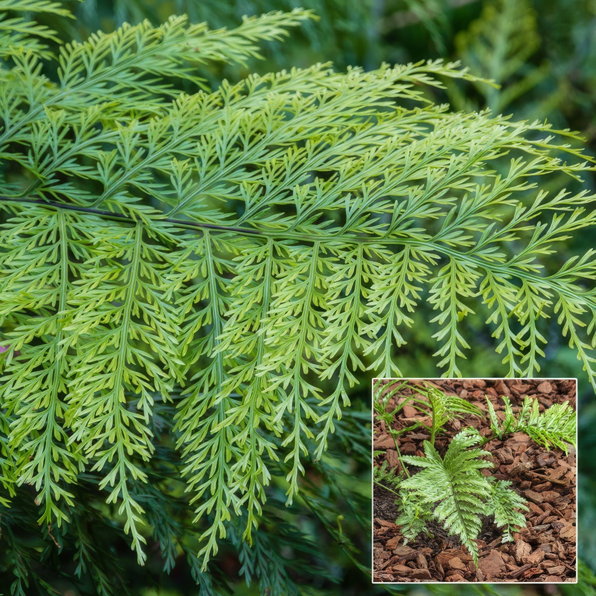 Asplenium Hen And Chicken Fern Pplasphch - Garden Express Australia