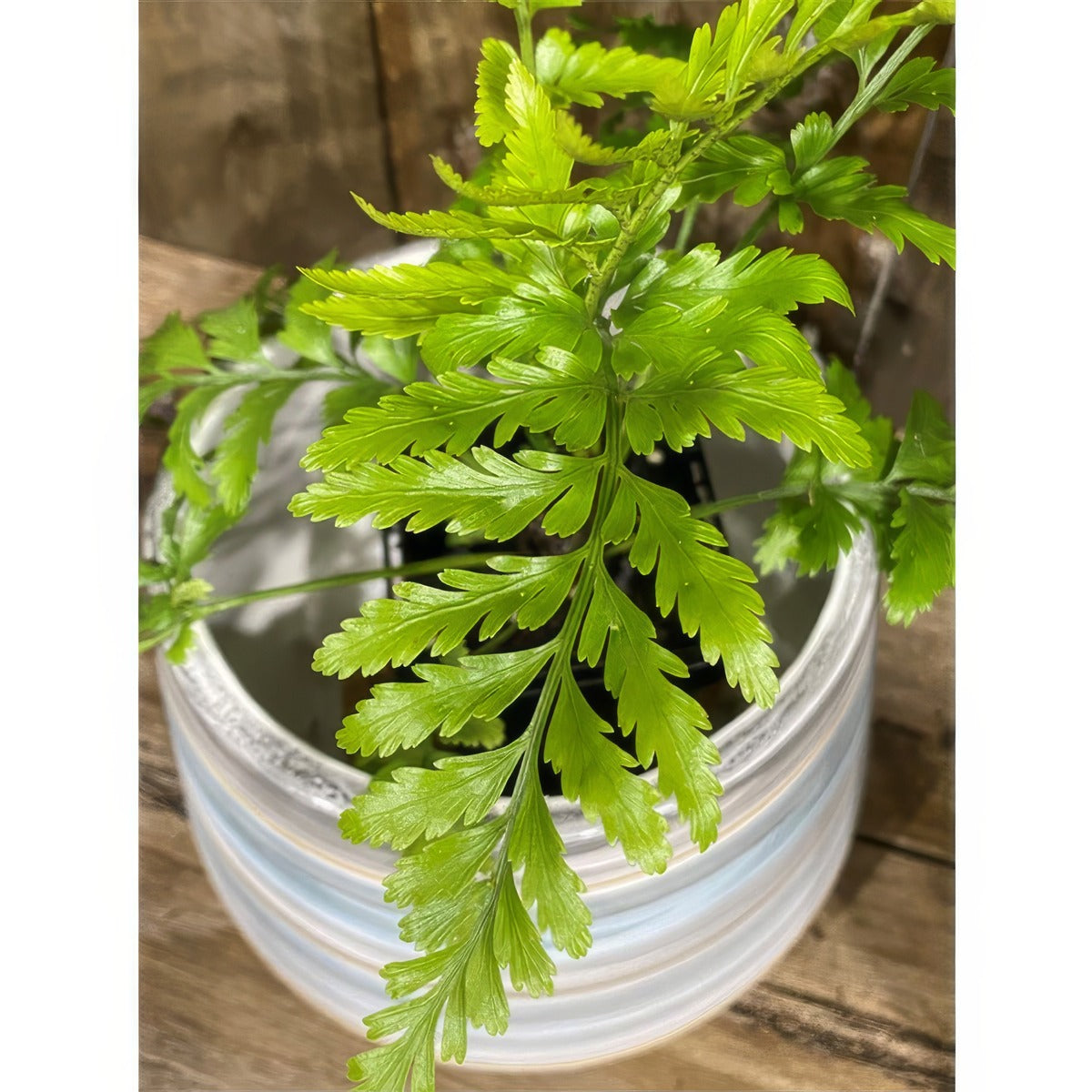 Asplenium Island Beauty Fern P68aspibe - Garden Express Australia