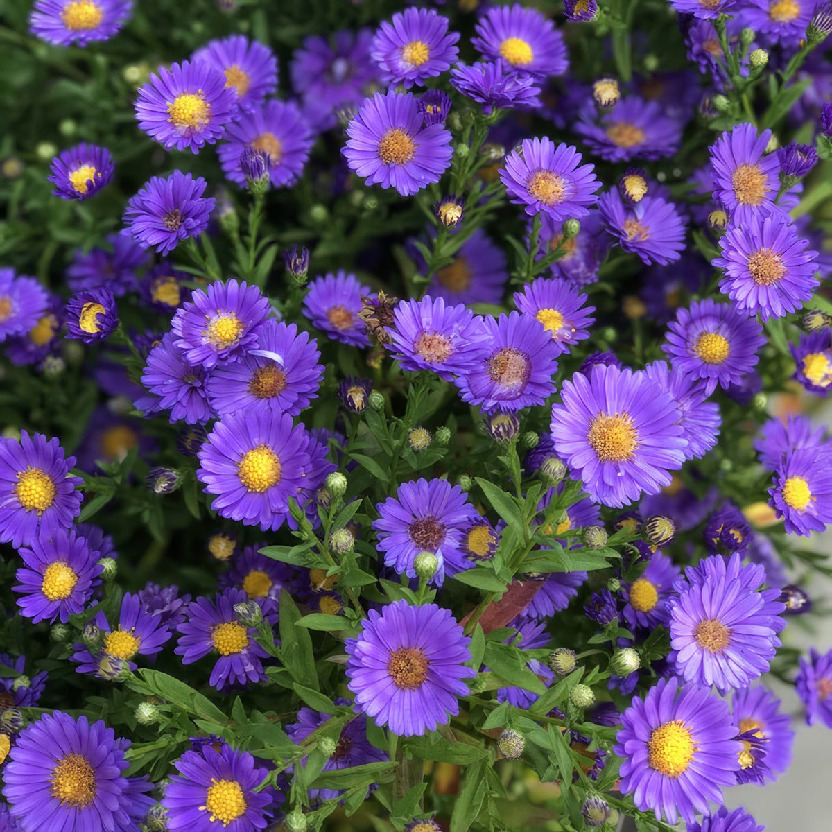 Aster Samoa P68astsam - Garden Express Australia