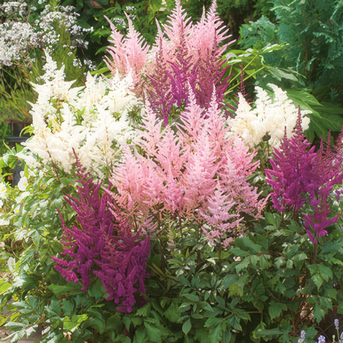 Astilbe Mixed Pkastmxd - Garden Express Australia