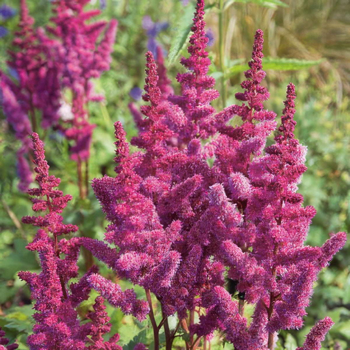 Astilbe Vision In Red Pkastvir - Garden Express Australia