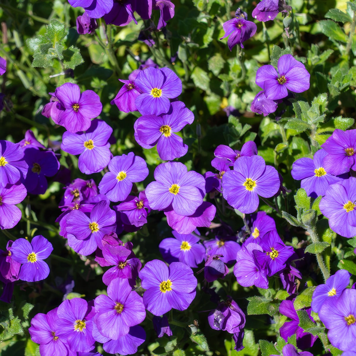 Aubrieta Rock On Blue - Garden Express Australia