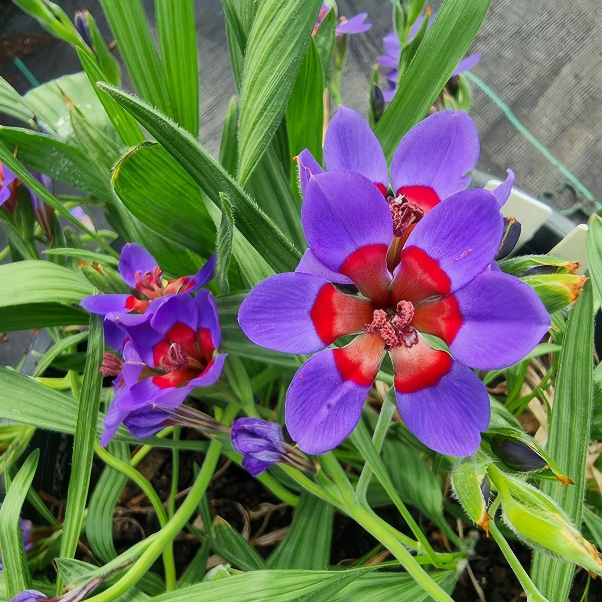 Babiana Rubrocyanea Pkbabrub - Garden Express Australia