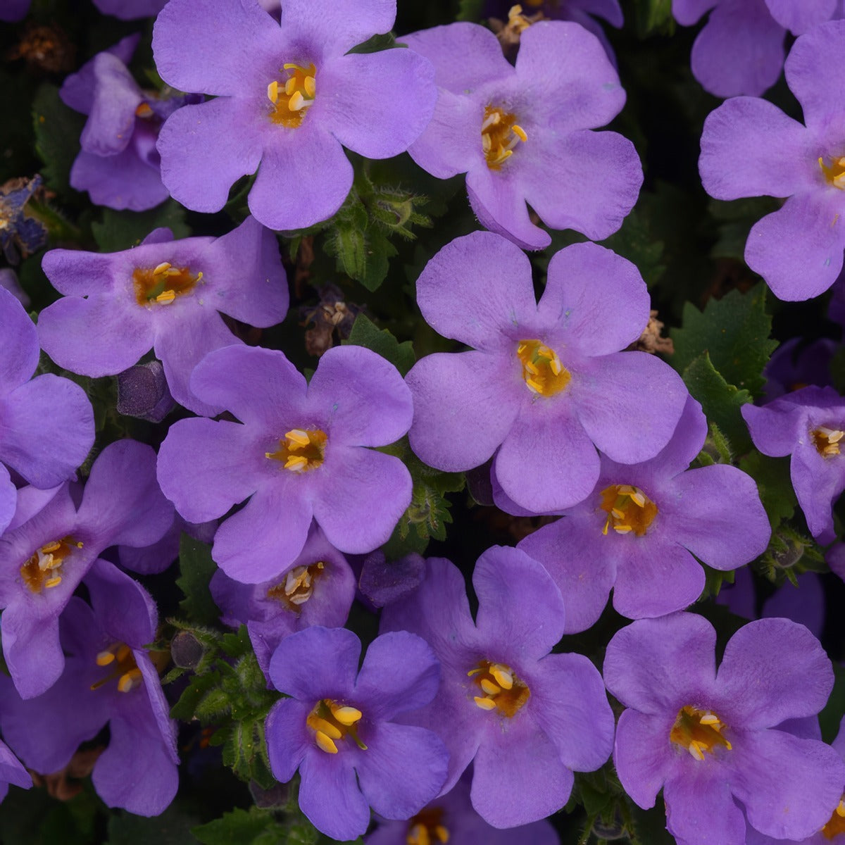 Bacopa Mega Copa Blue P68bacmbl - Garden Express Australia