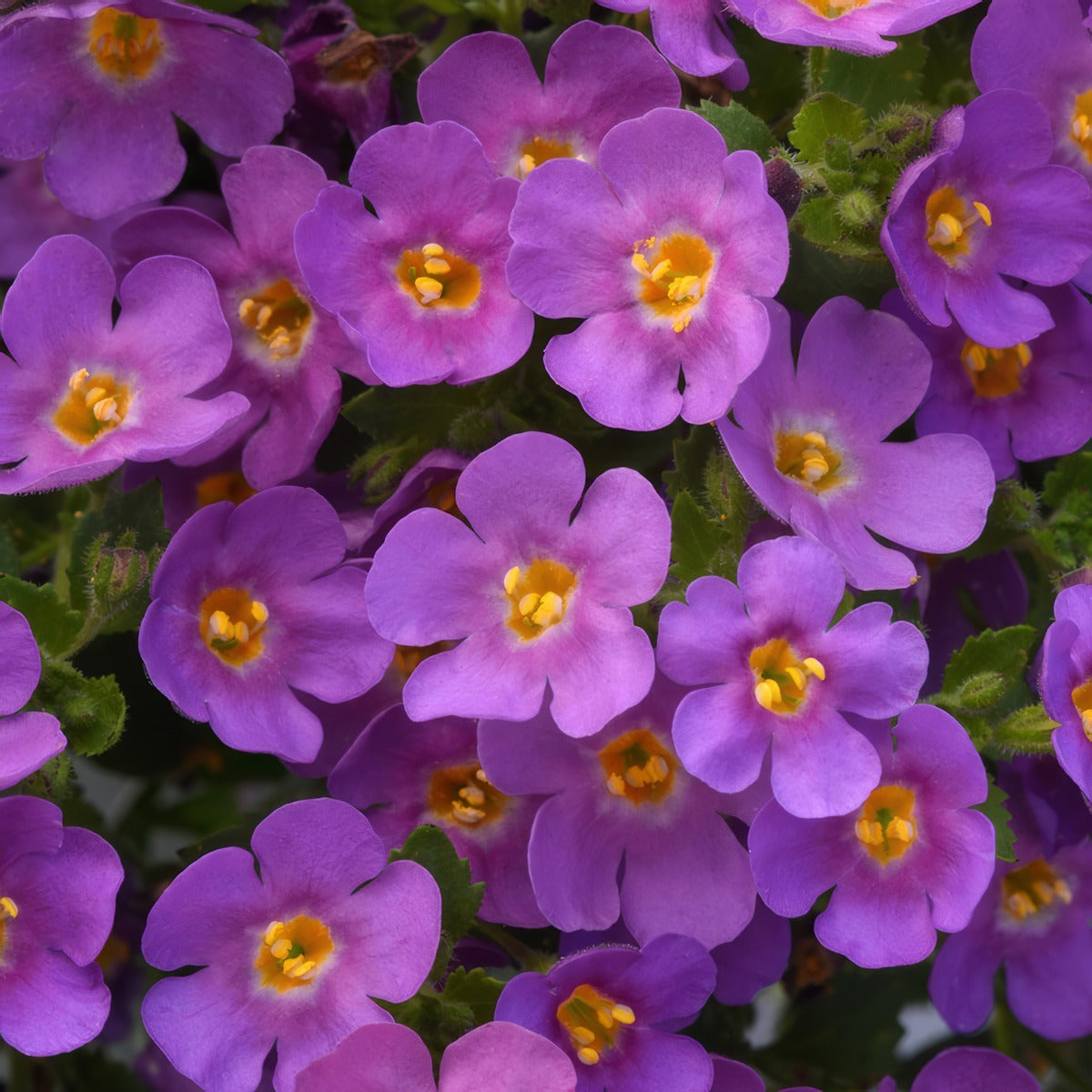 Bacopa Mega Copa Plum P68bacmpl - Garden Express Australia
